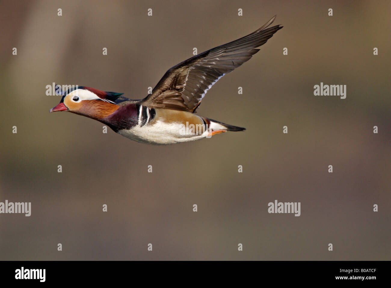 Drake Mandarin duck in flight Stock Photo Alamy