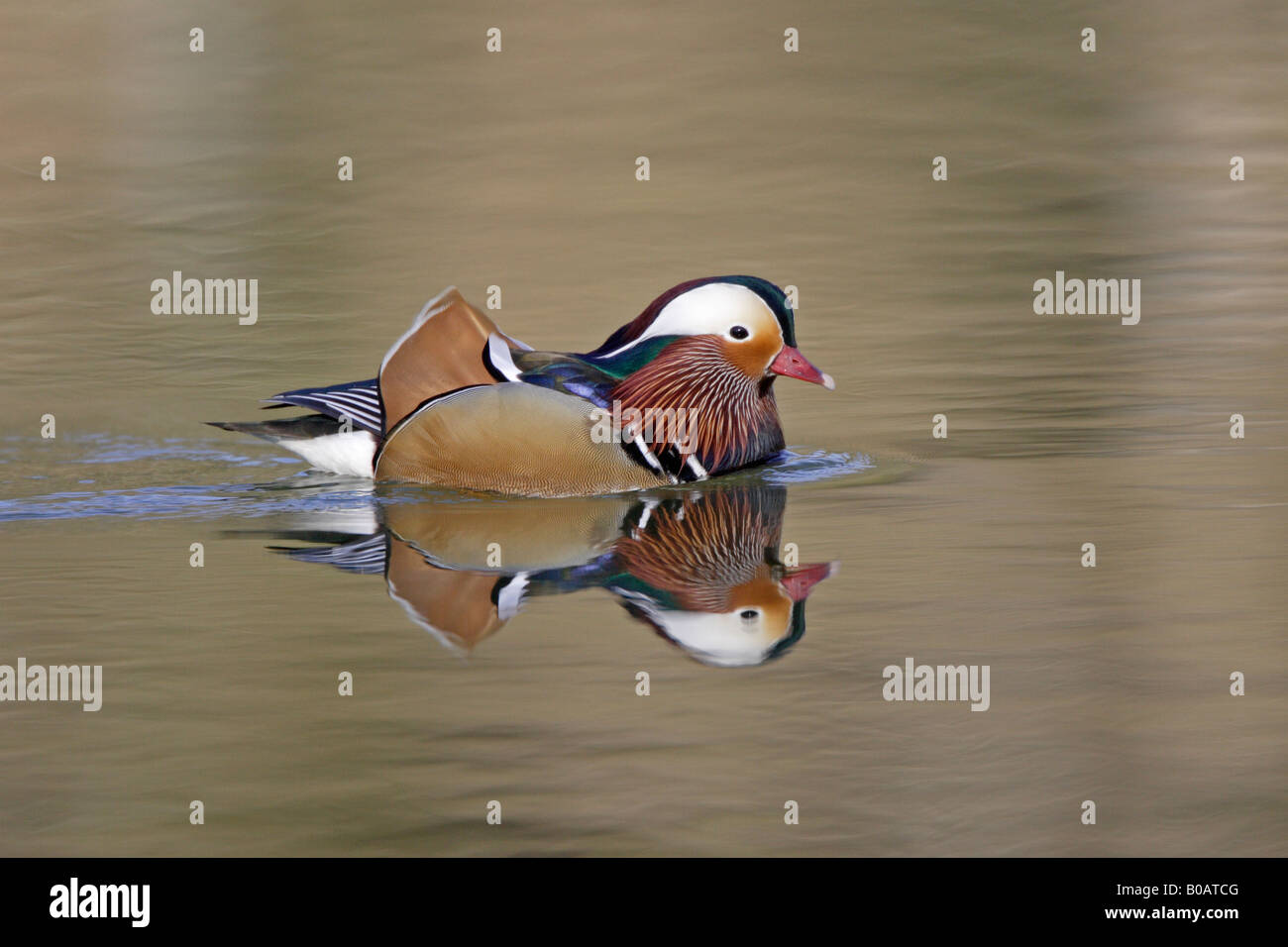 Male Mandarin Duck swimming on cannop pond Stock Photo - Alamy