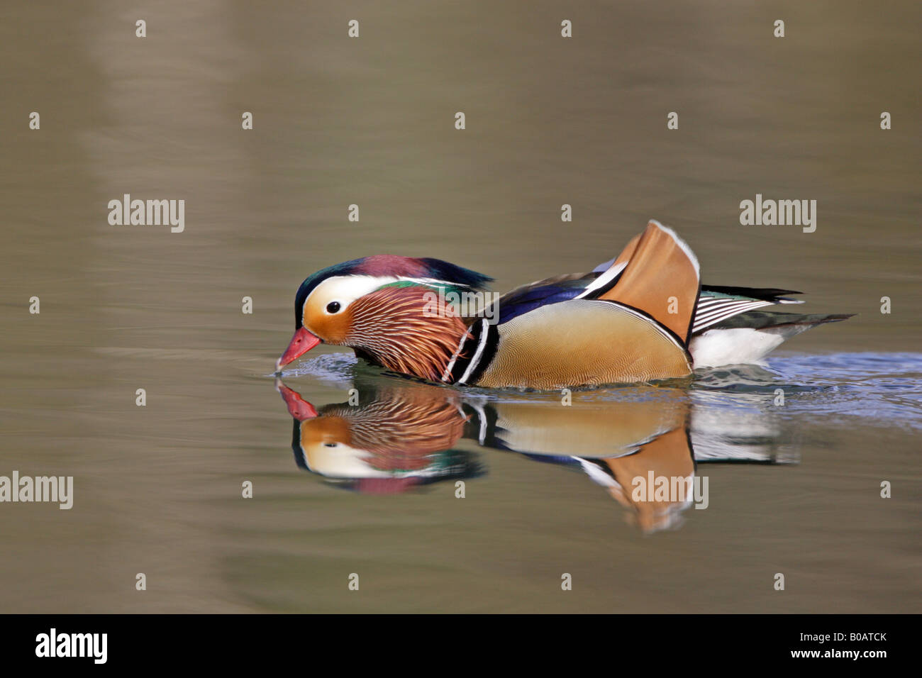 Male Mandarin Duck swimming on cannop pond Stock Photo - Alamy