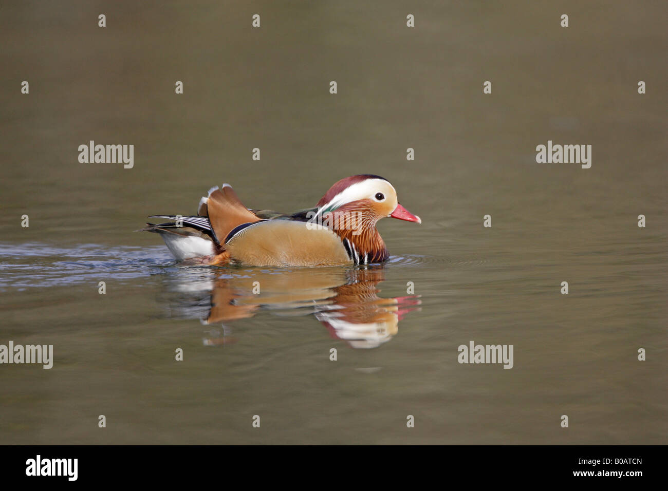 Male Mandarin Duck swimming on cannop pond Stock Photo