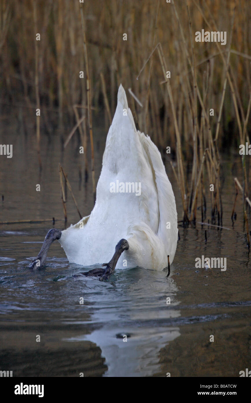 Mute Swan feeding underwater on Cannop Pond Forest of Dean Stock Photo