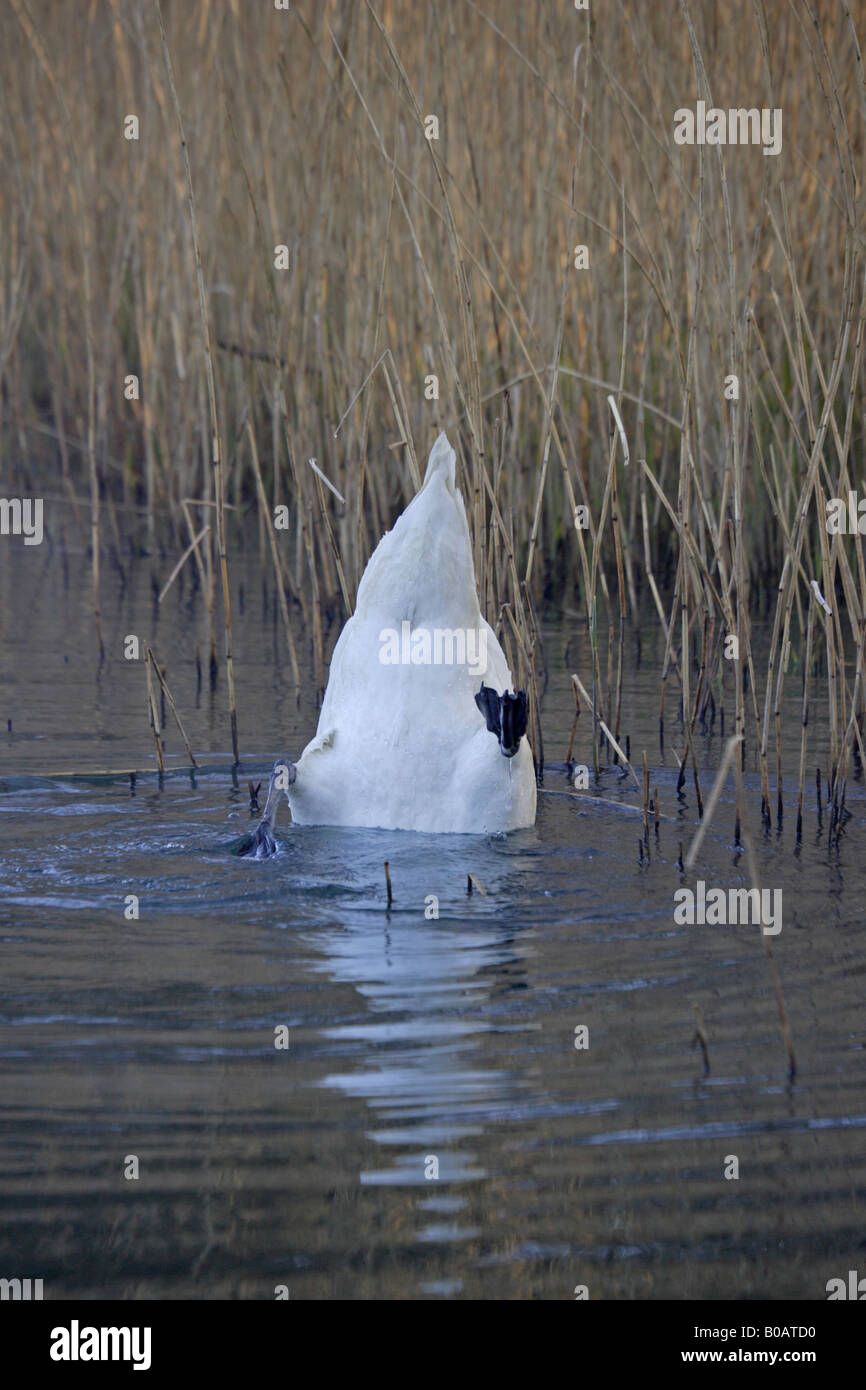 Mute Swan feeding underwater on Cannop Pond Forest of Dean Stock Photo
