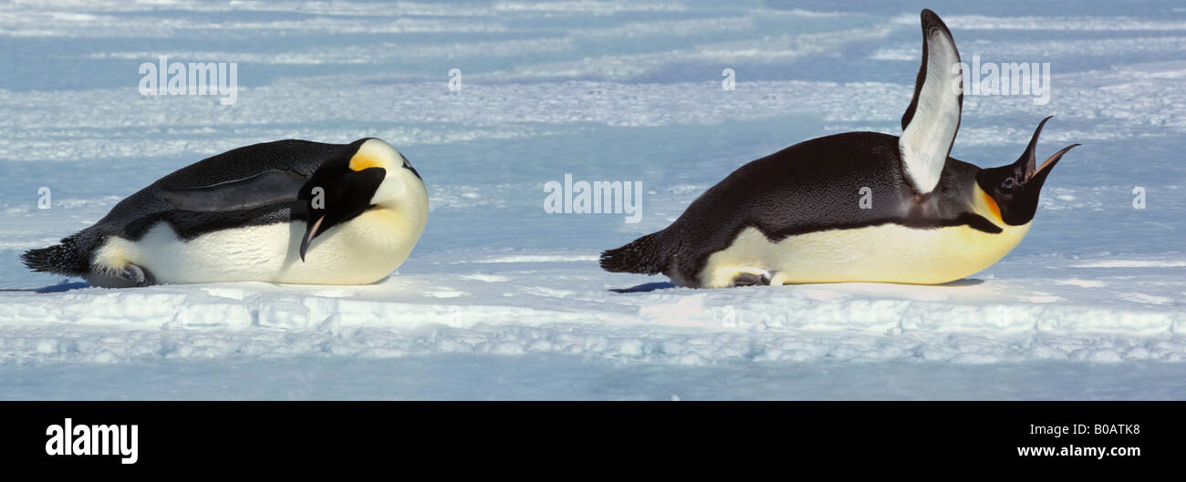 manchot empereur Kaiserpinguin Emperor Penguin Aptenodytes forsteri adult tobogganing animals Antarctica Antarktis aquatic Aves Stock Photo