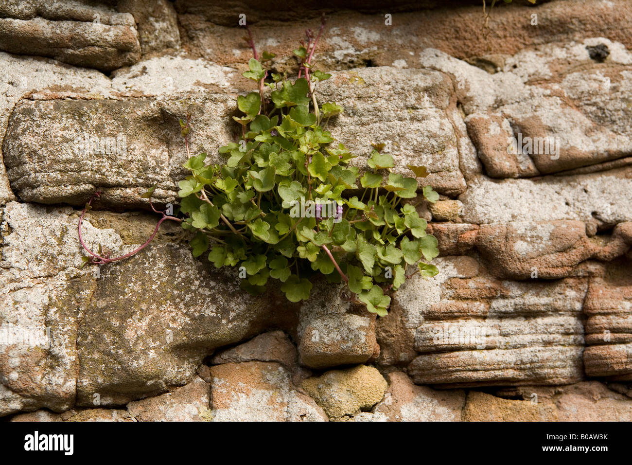 Growing in wall hi-res stock photography and images - Alamy