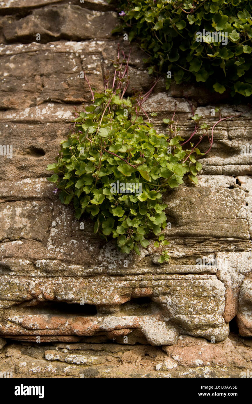 Growing in wall hi-res stock photography and images - Alamy