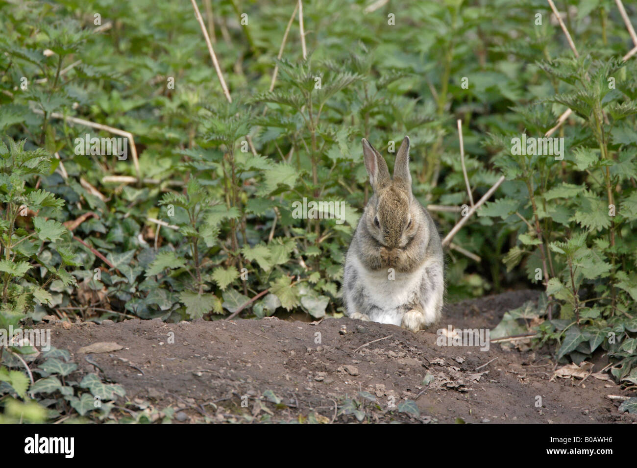 Young Rabbit siting outside a burrow in a Forest of Dean Garden Stock Photo