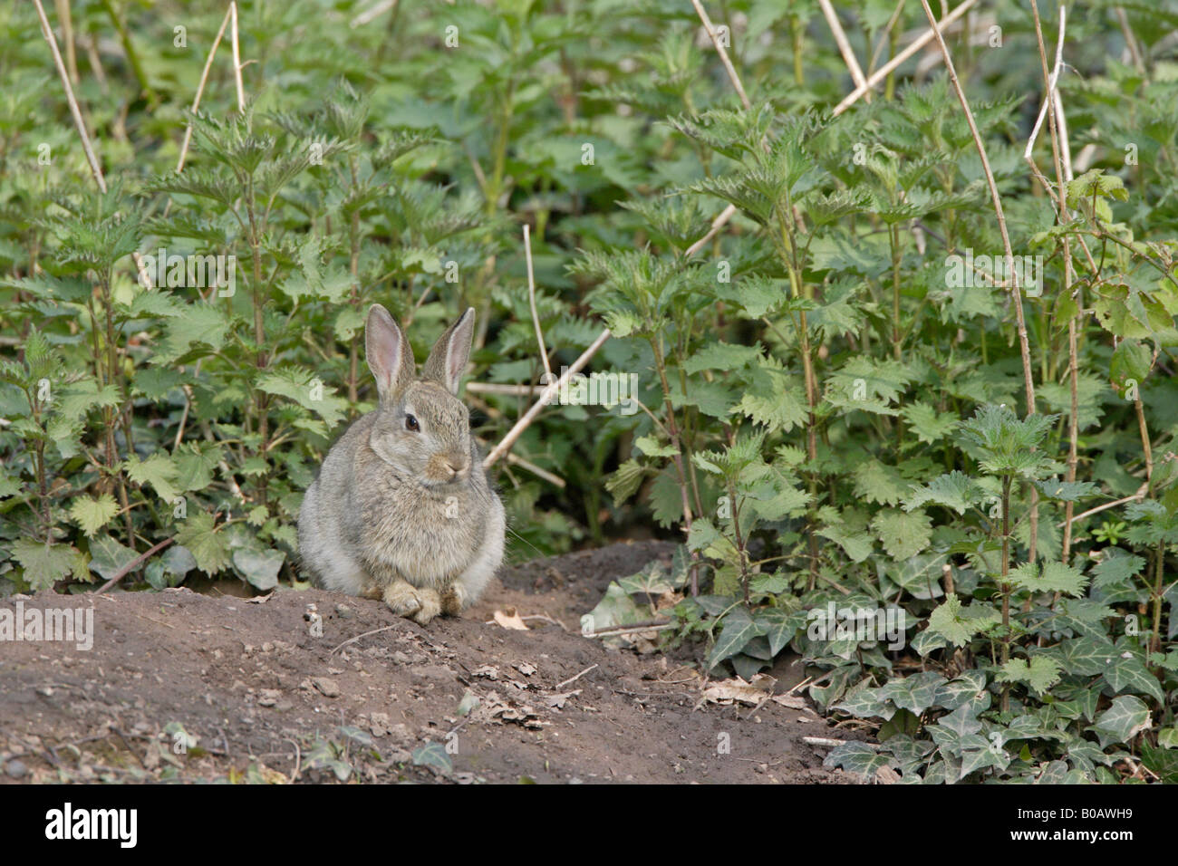 Young Rabbit siting outside a burrow in a Forest of Dean Garden Stock Photo