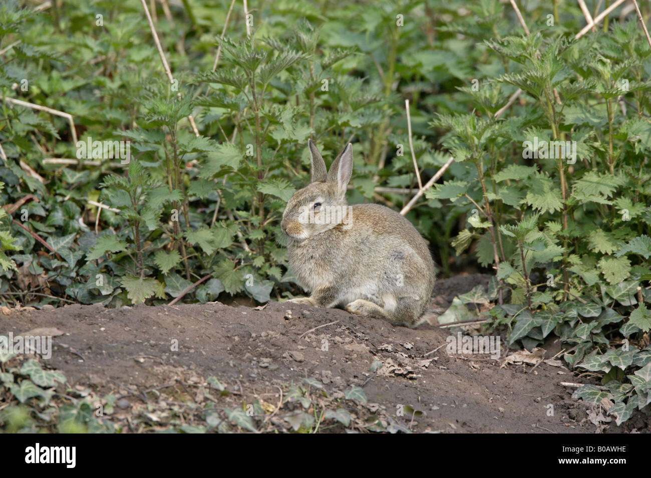 Rabbit burrow hires stock photography and images Alamy