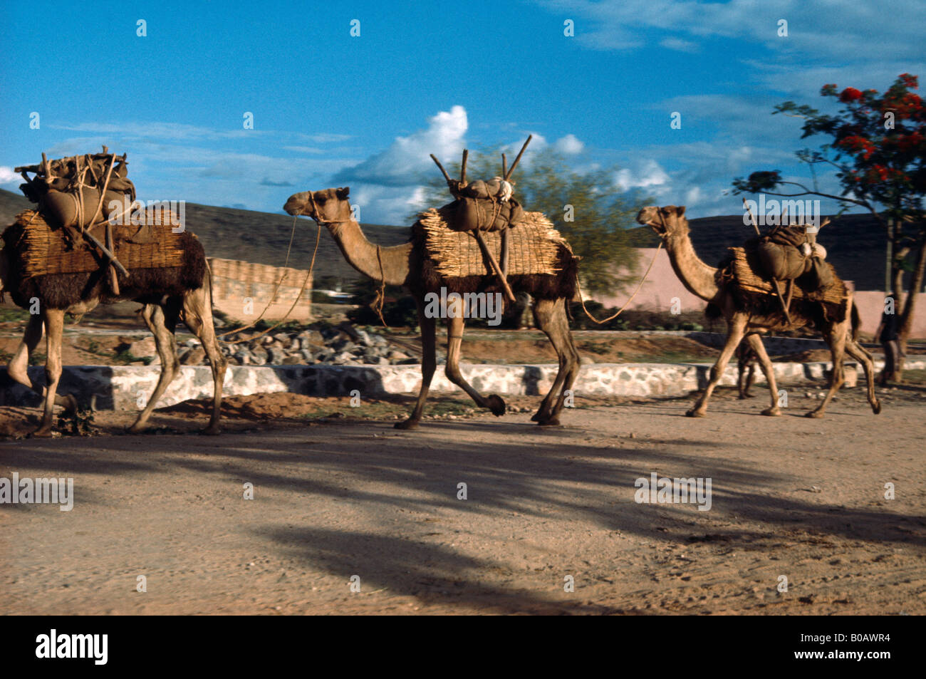Sahara Algeria Camel Train Stock Photo