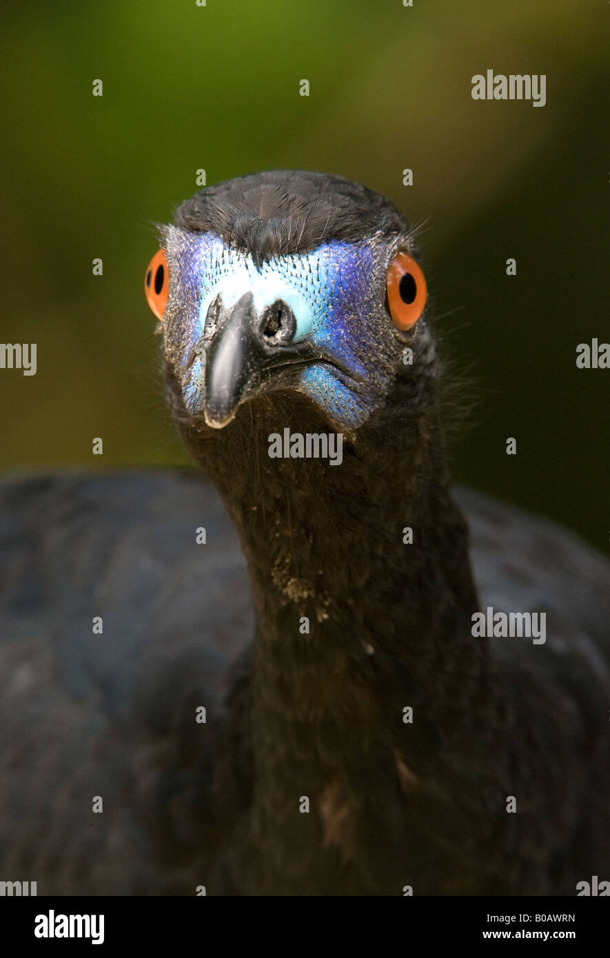 Black Guan Stock Photo