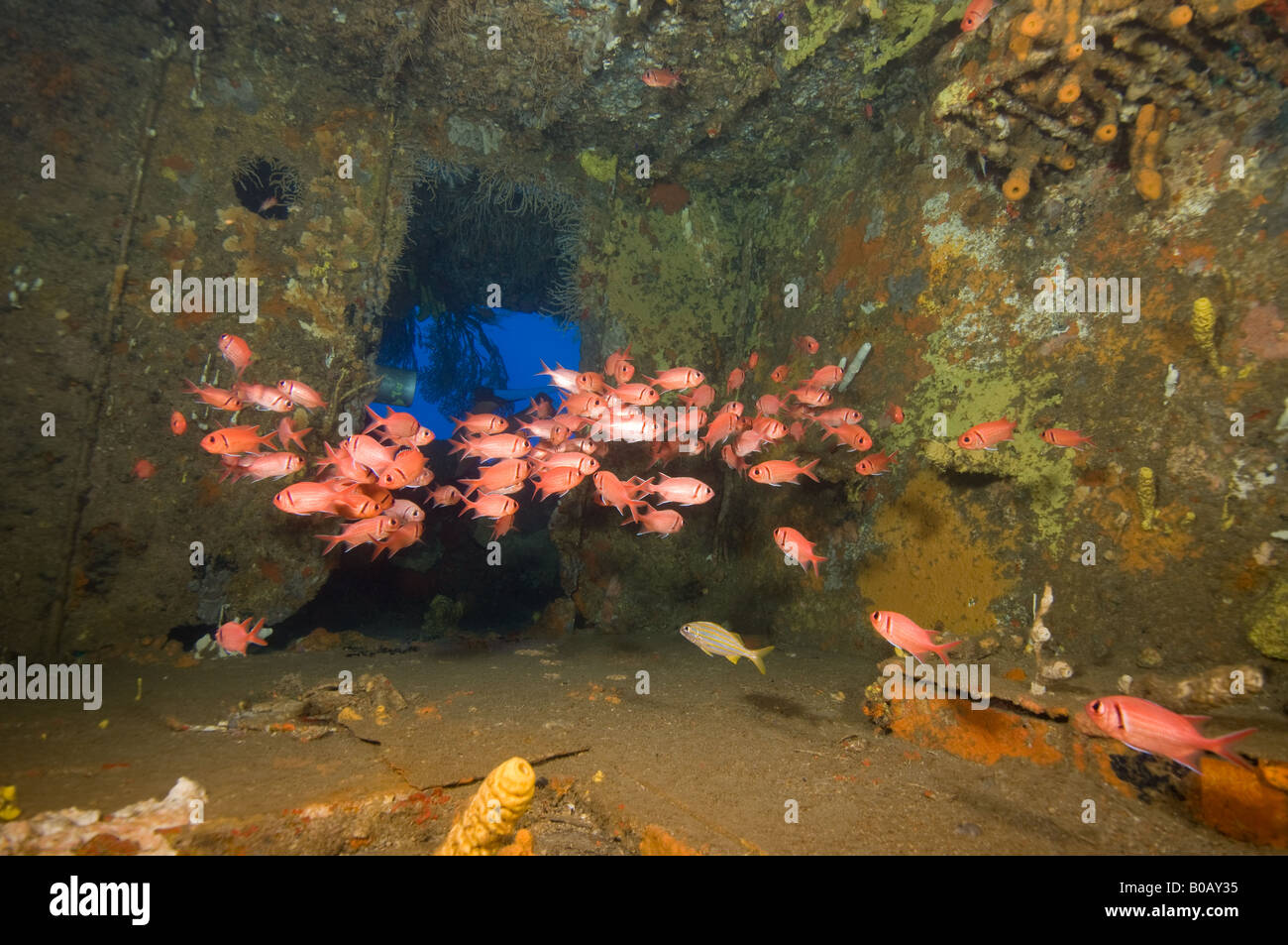 A school of Blackbar Soldierfish hovers inside the cabin on a sunken shipwreck. Stock Photo