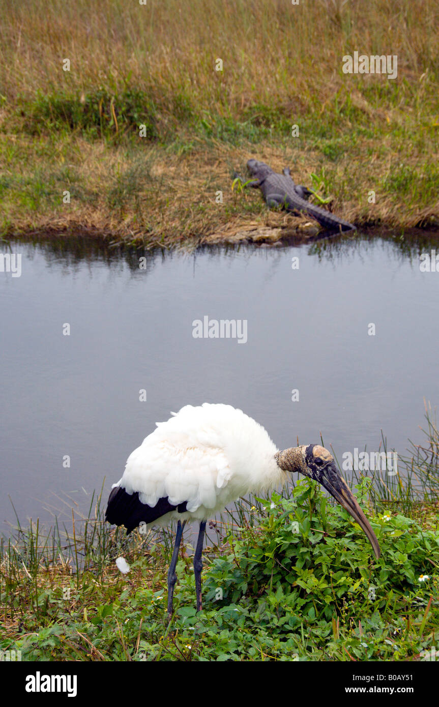 The Wood Stork and an alligator in the Everglades National Park Florida USA Stock Photo