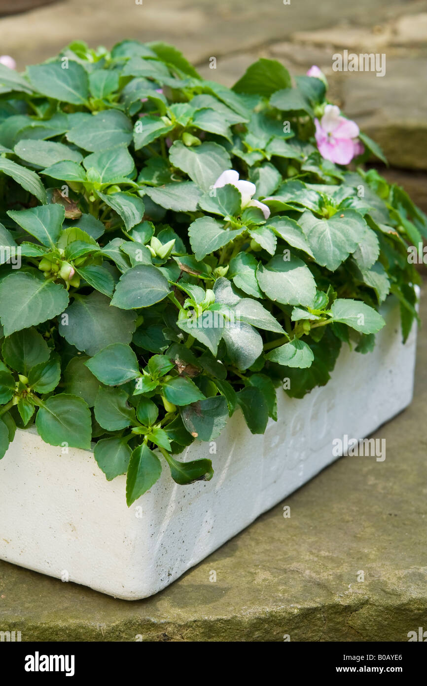 A box of bedding plants, UK. Stock Photo