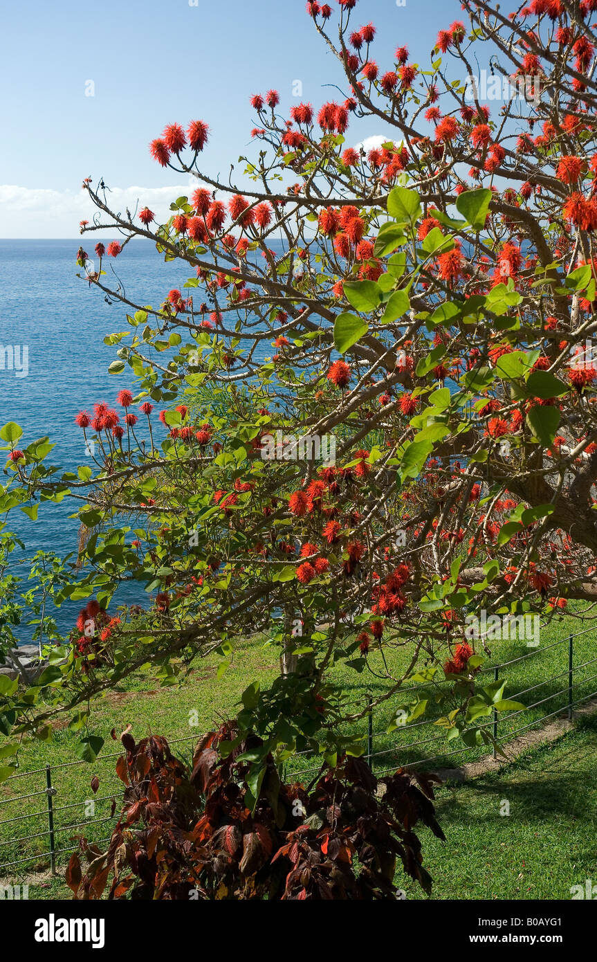 Coral tree erythrina reticulata red flower flowers flowering Madeira Portugal EU Europe Stock Photo