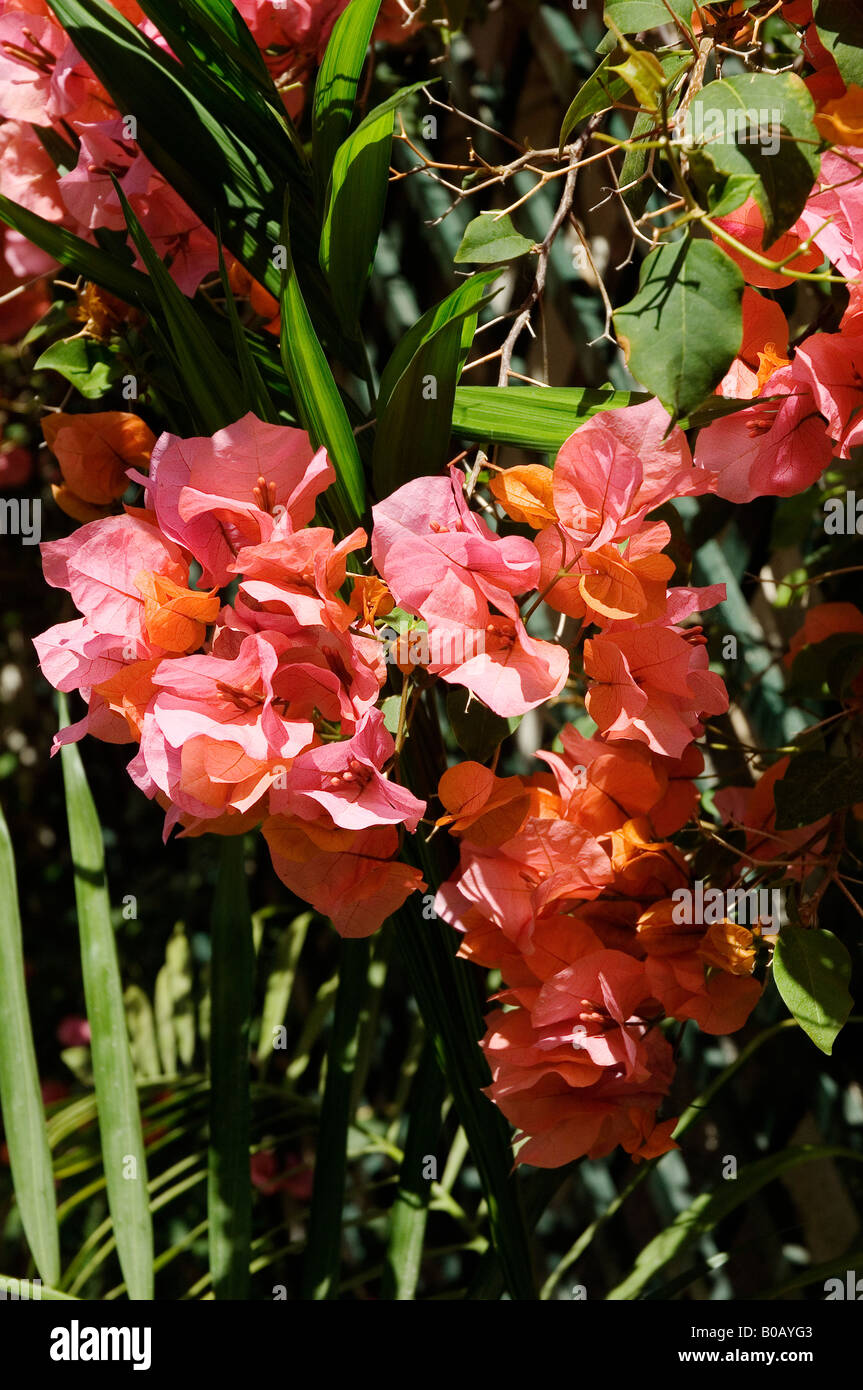 Pink and peach nyctaginaceae bougainvillea flower flowers flowering close up Madeira Portugal EU Europe Stock Photo