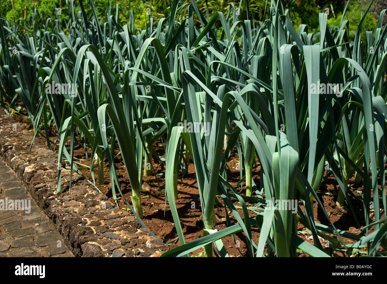Leeks leek plant plants growing in vegetable garden Stock Photo Alamy
