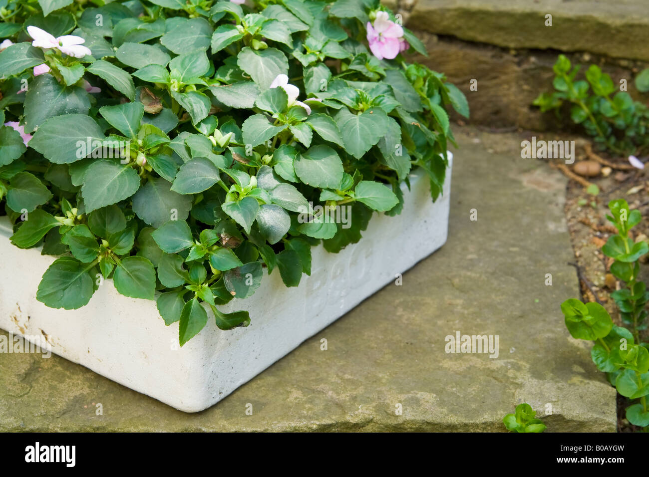A box of bedding plants, UK. Stock Photo