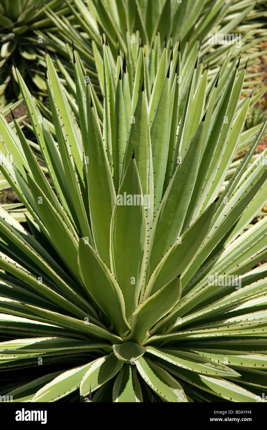 Variegated agave angustifolia plant succulent succulents plants genus agavaceae Madeira Portugal EU Europe Stock Photo