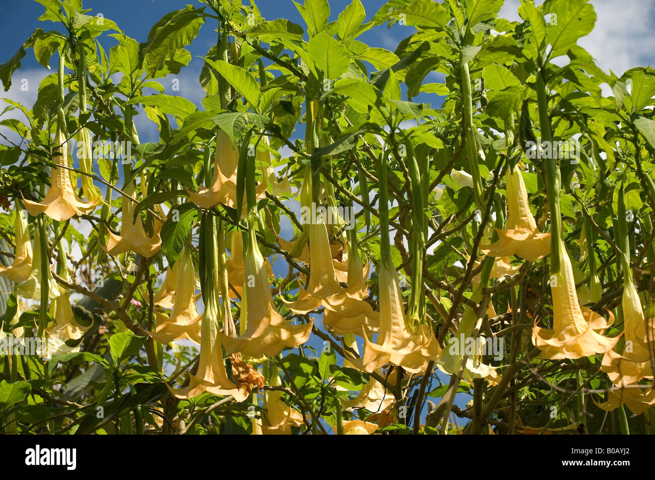 Close up of Angel Angels trumpet plant flower flowers flowering latin brugmansia Madeira Portugal EU Europe Stock Photo