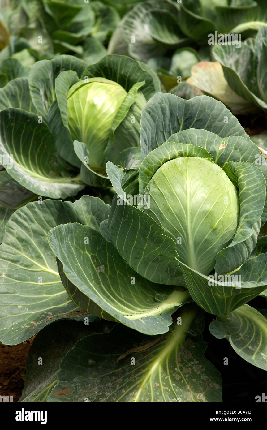 Close up of cabbages cabbage plant plants growing in vegetable garden Stock Photo