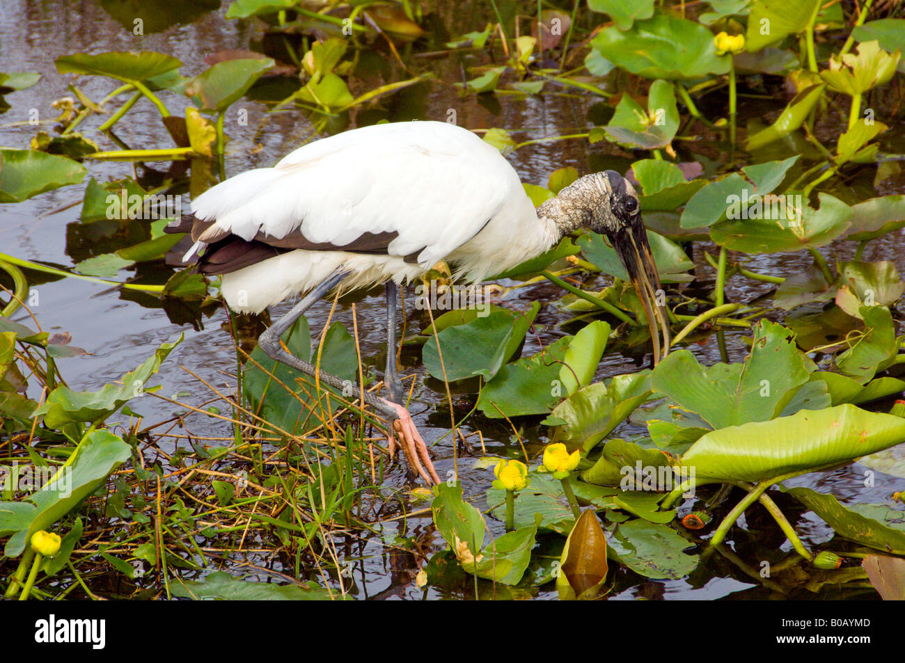 The Wood Stork in the marshes of the Everglades National Park Florida ...