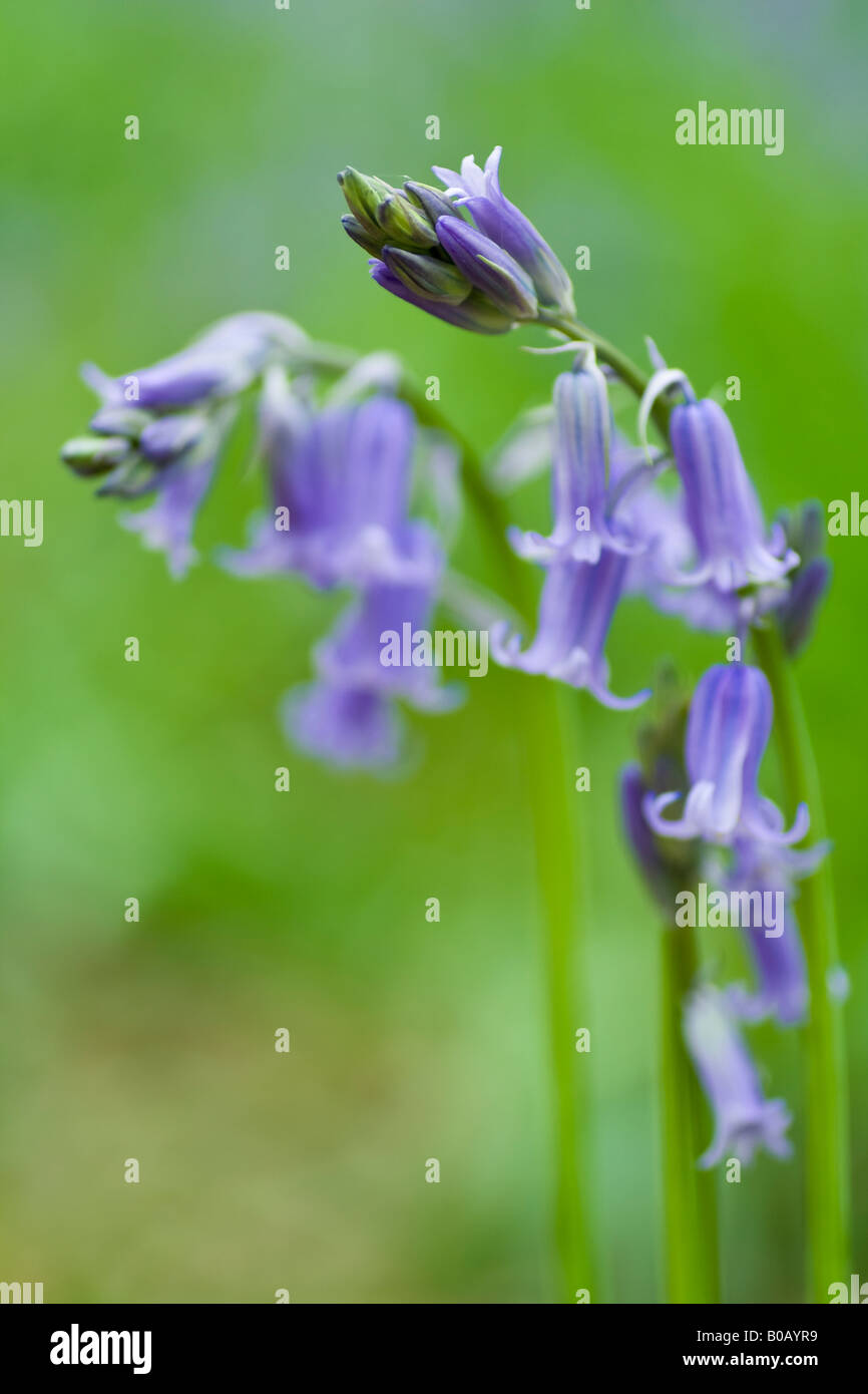 A close-up of a single bluebell (Hyacinthoides non-scripta), Essex, UK. Stock Photo