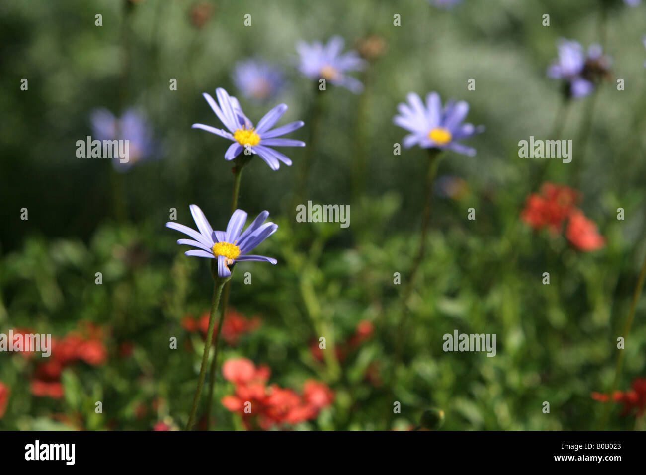 Bouquet of wild flowers hi-res stock photography and images - Alamy