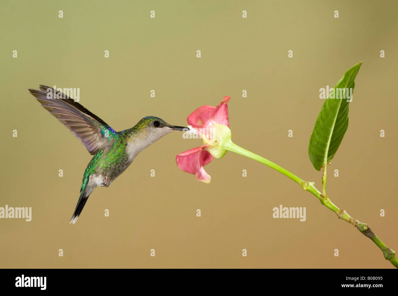 Crowned Woodnymph Female Stock Photo - Alamy