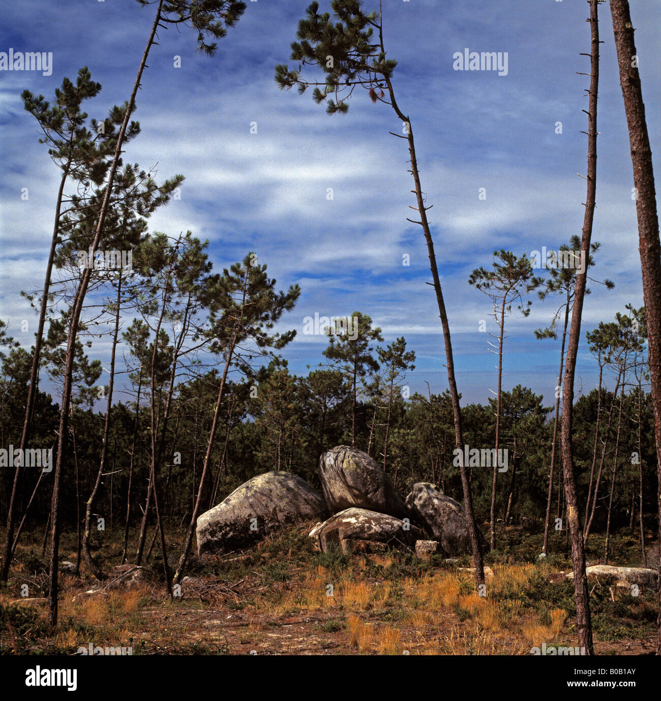 rocks & trees in Spanish landscape Stock Photo Alamy