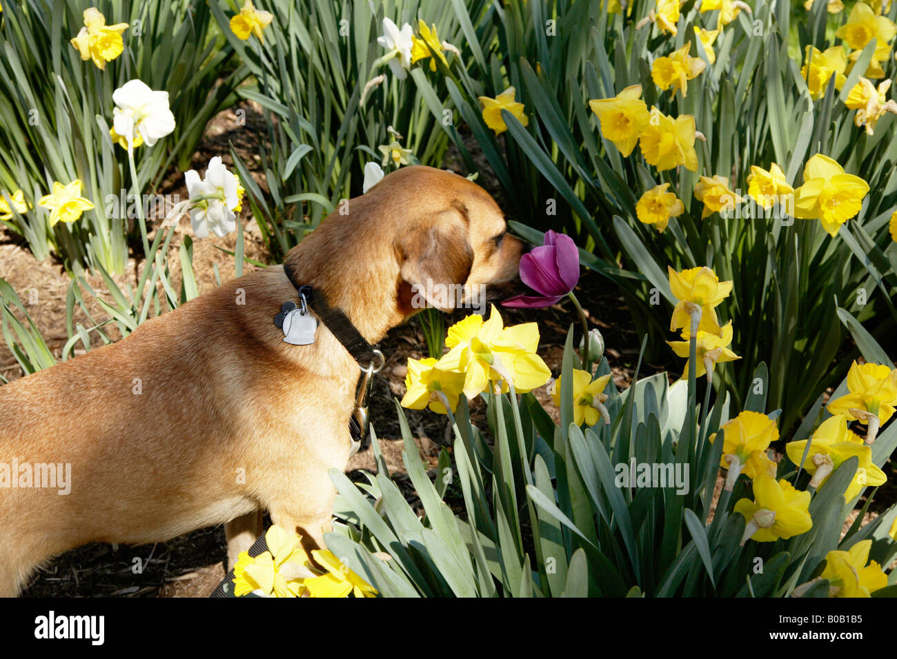 Dog smelling flowers Stock Photo
