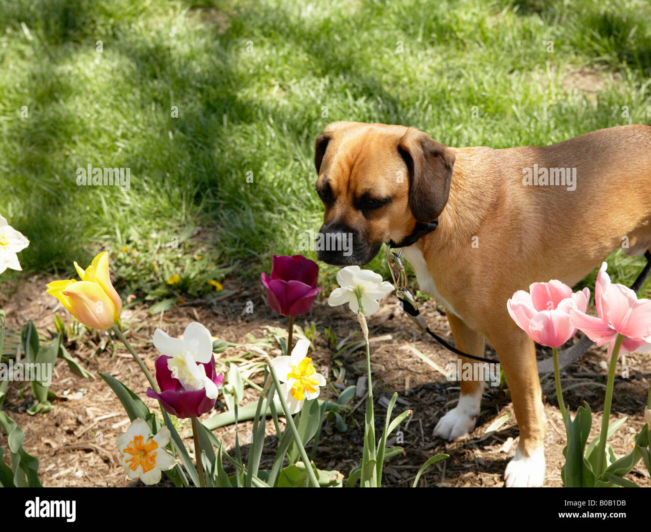 Dog smelling flowers Stock Photo Alamy