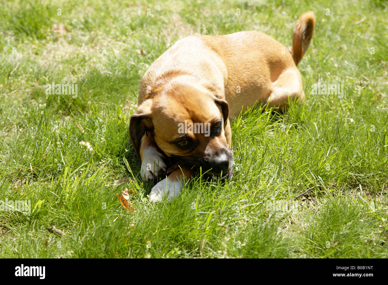 Dog chewing stick outside Stock Photo Alamy