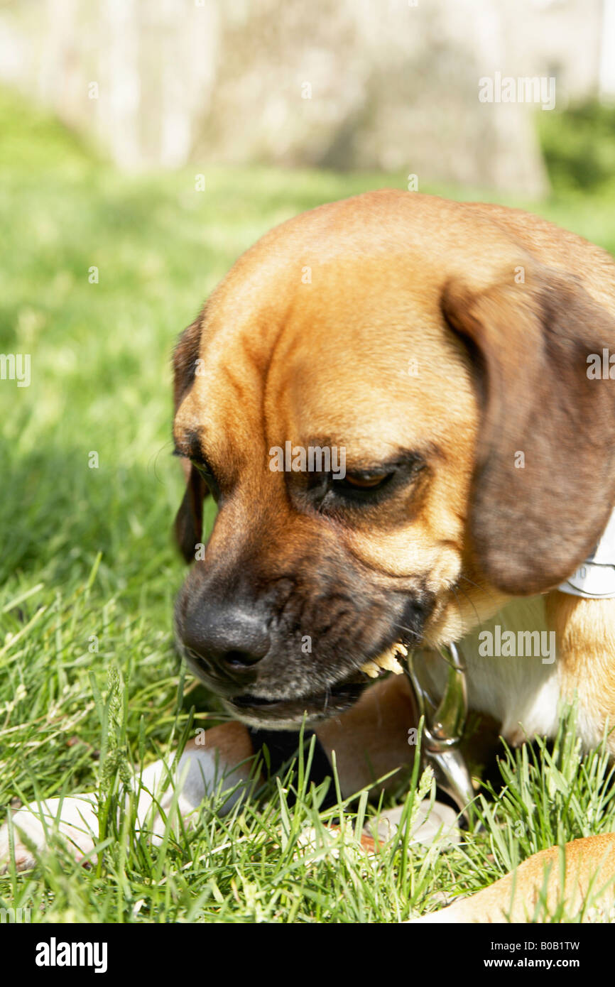 Dog chewing stick outside Stock Photo Alamy