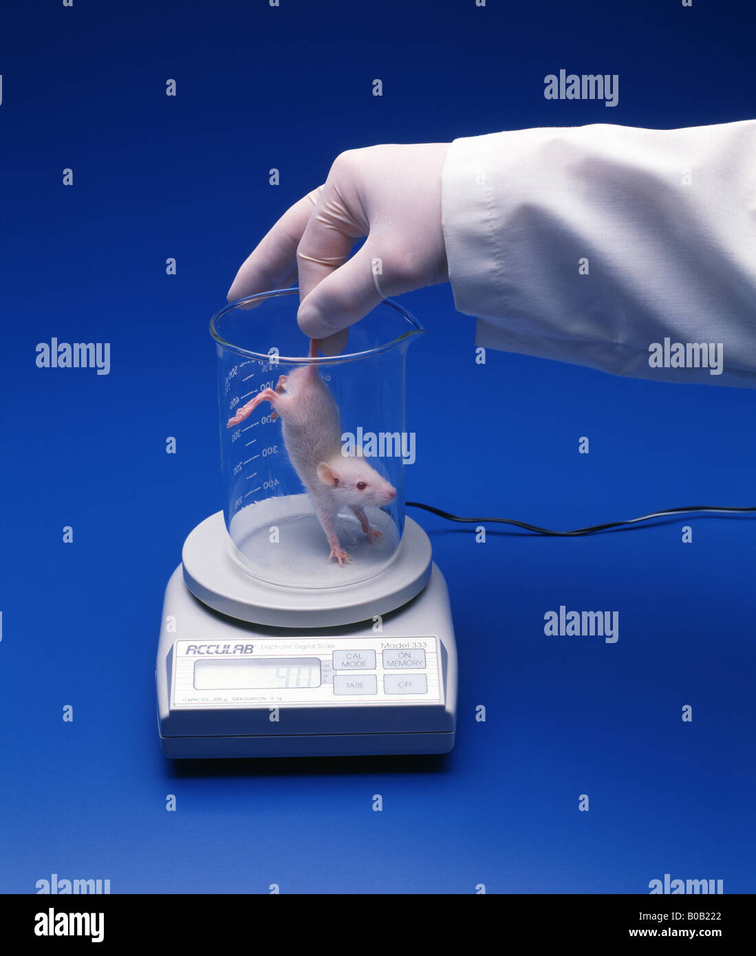 LAB TECHNICIAN USING ELECTRONIC DIGITAL SCALE TO WEIGH DIETARY RAT Stock Photo