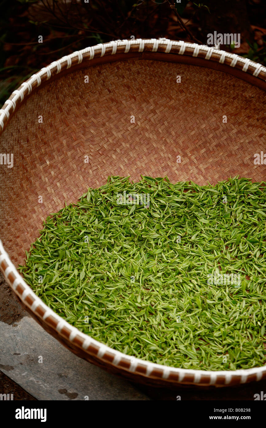 Dragon Well tea drying in a basiet Stock Photo