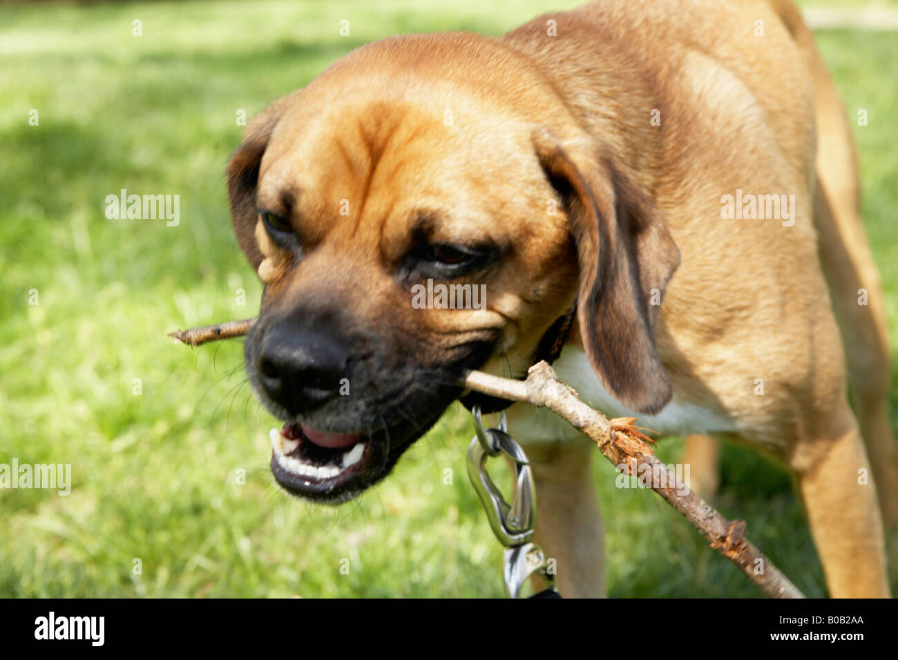 Dog chewing stick Stock Photo Alamy