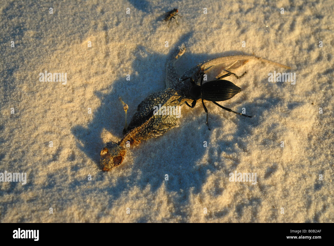 A little bug eats a dead lizard in the rippled gypsum sand dunes in the