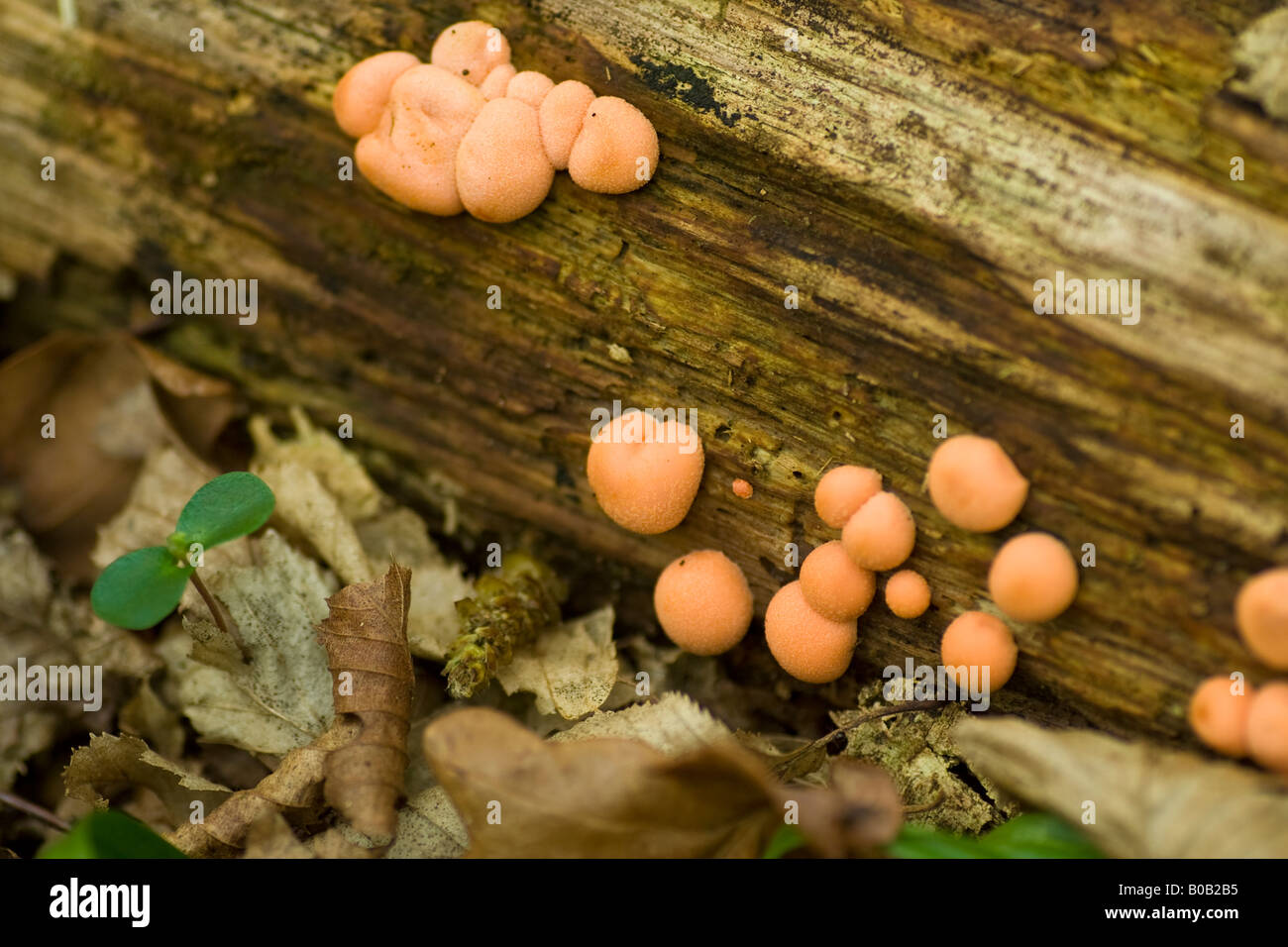 Orange fungi, UK. Stock Photo