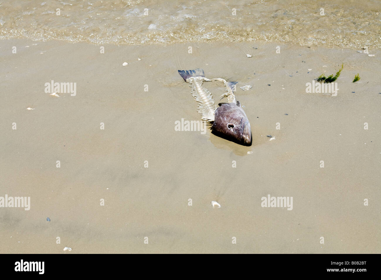Dead fish skeleton on a brown sand beach in the water in Mayport Florida Stock Photo