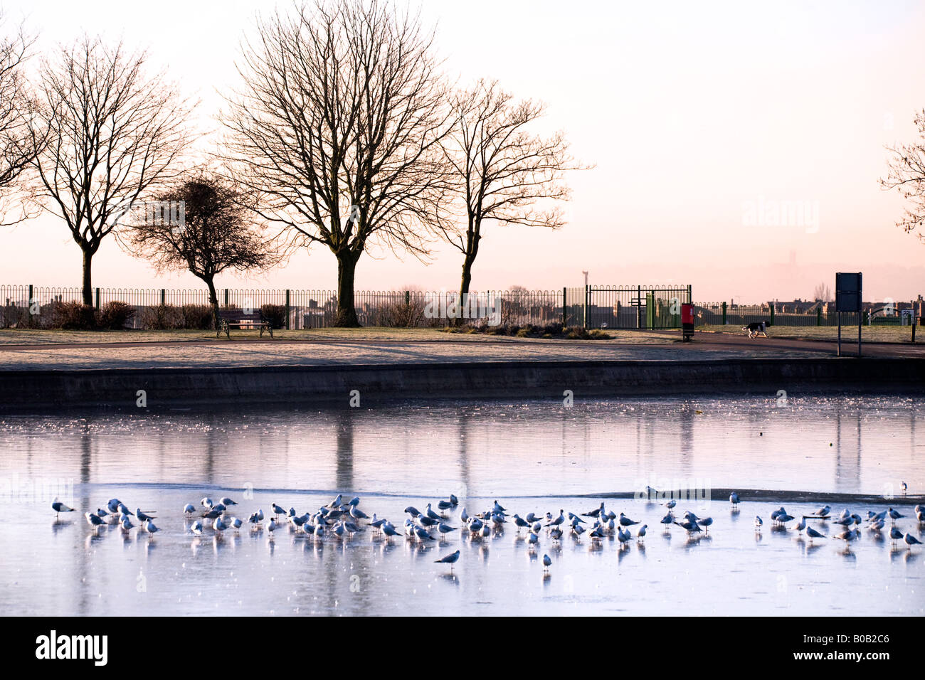 Winter park scene with gulls on a frozen pond near Bury Lancashire UK Stock Photo