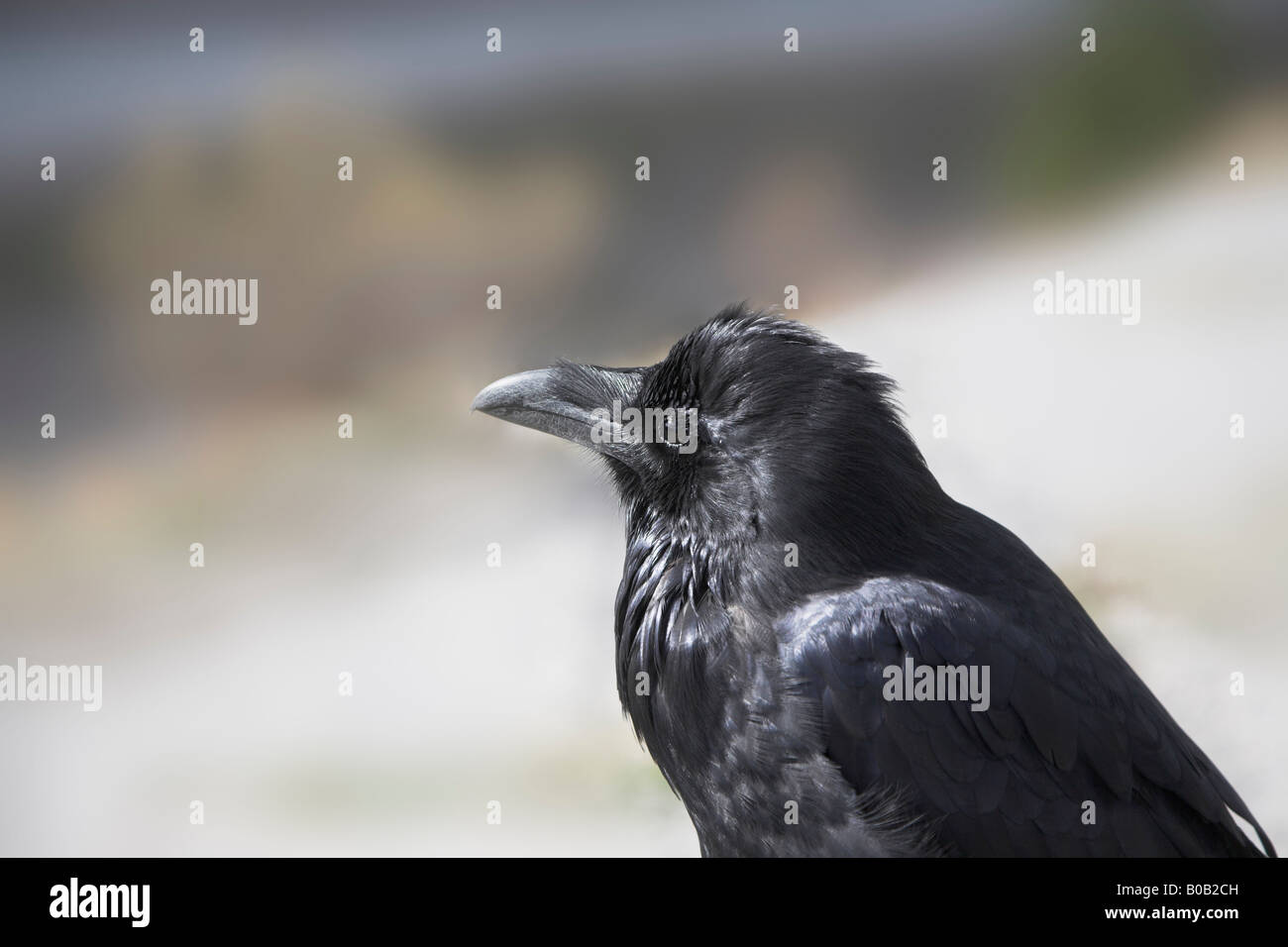 Black northern raven in reserve in Canada Stock Photo Alamy