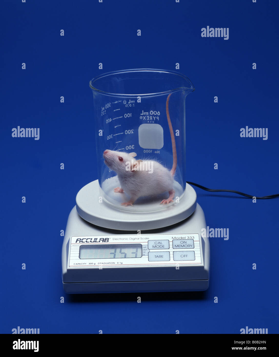 DIETARY RAT IN BEAKER ON ELECTRONIC DIGITAL SCALE Stock Photo