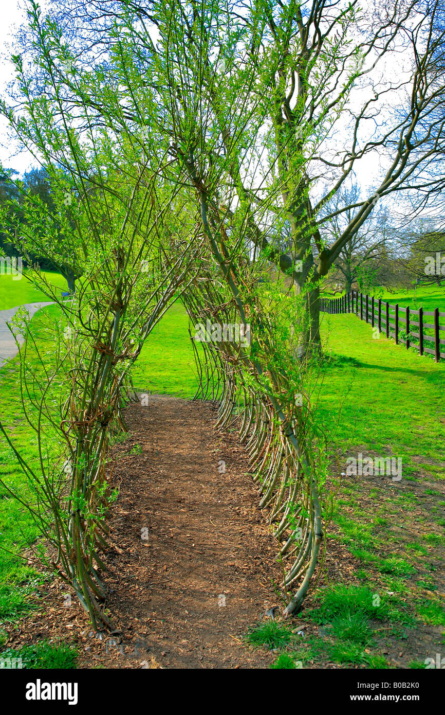 Willow tree tunnel hi-res stock photography and images - Alamy