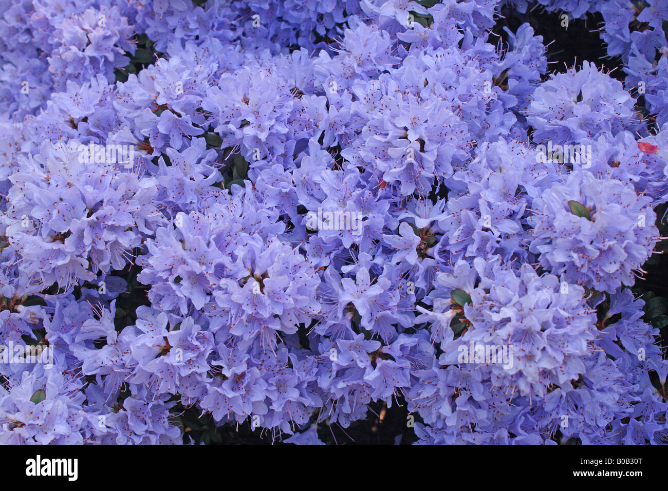 Purple Rhododendron 