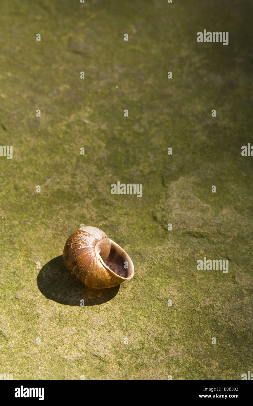 Empty snail shell hires stock photography and images Alamy