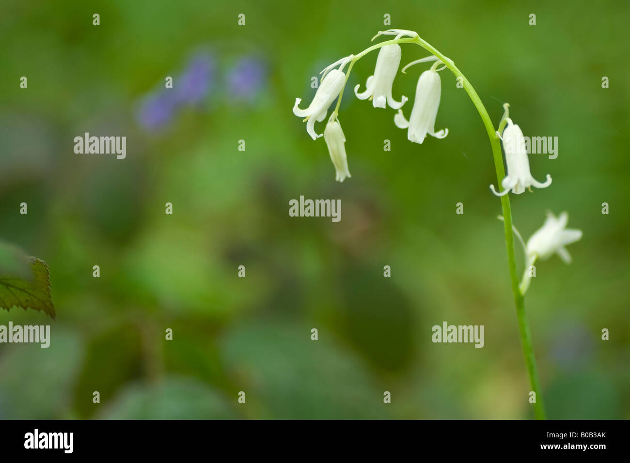A close-up of a single white bluebell (Hyacinthoides non-scripta), Essex, UK. Stock Photo