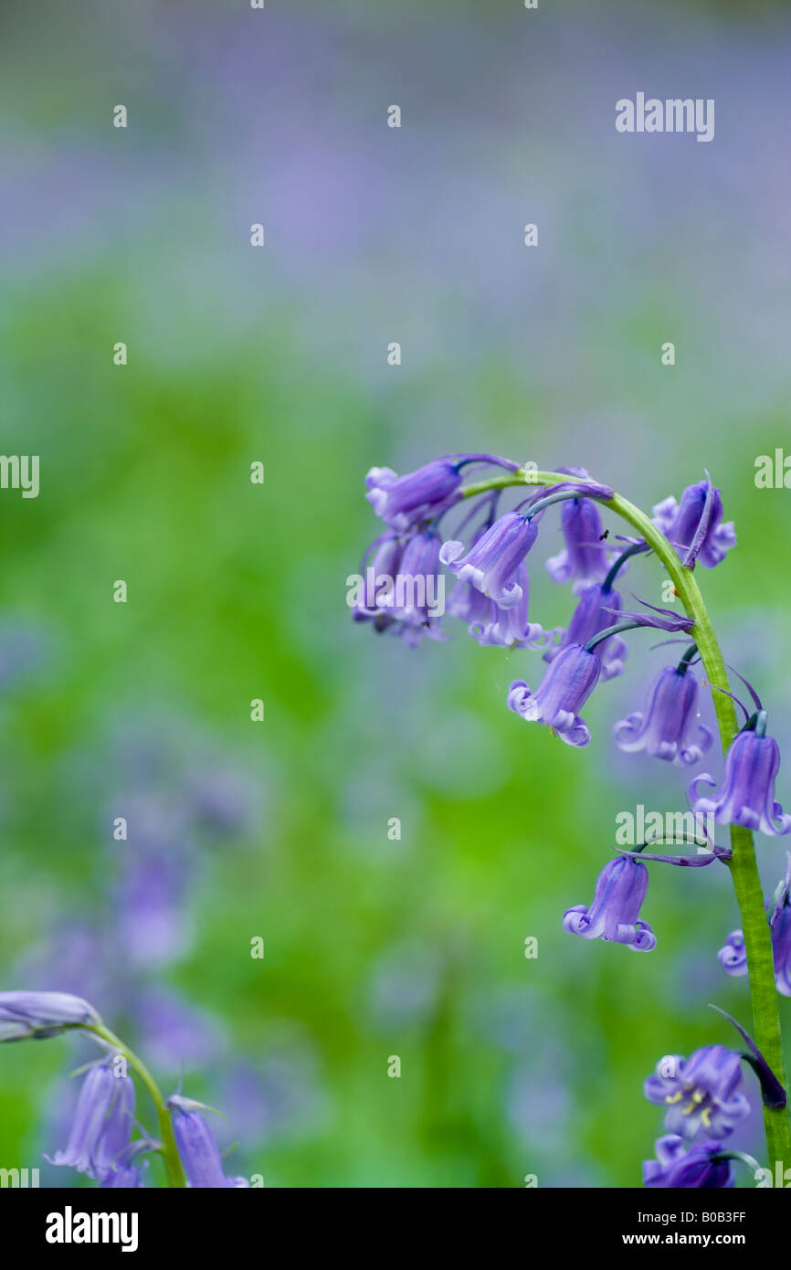 A close-up of a single bluebell (Hyacinthoides non-scripta), Essex, UK. Stock Photo