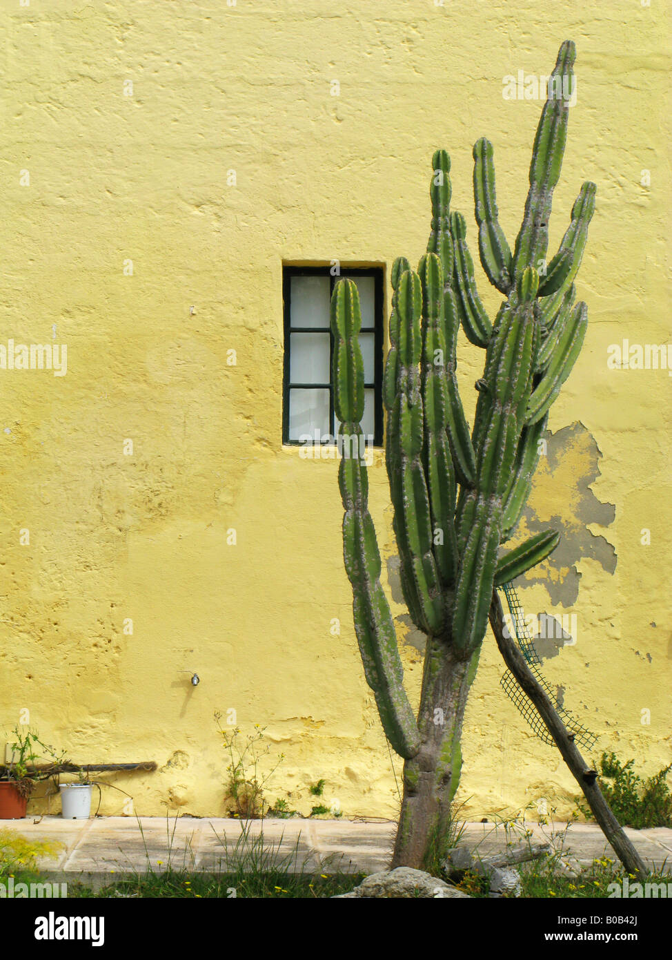 A cactus euphorbia eritrea in a farmhouse garden Menorca Stock
