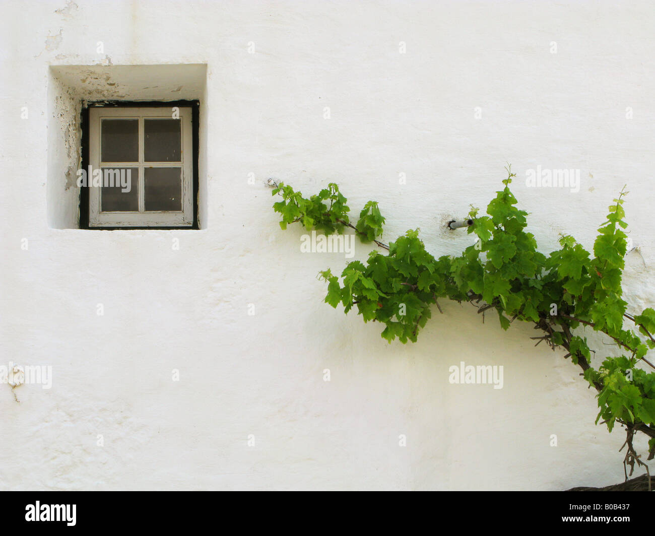 Grapevine growing on a white wall beside a small outhouse window on a farm near Mahon, Menorca, Spain Stock Photo
