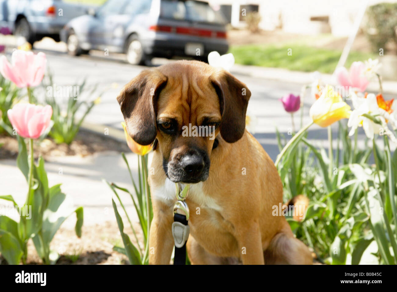 Dog with tulips Stock Photo Alamy
